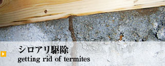 シロアリ駆除 getting rid of termites